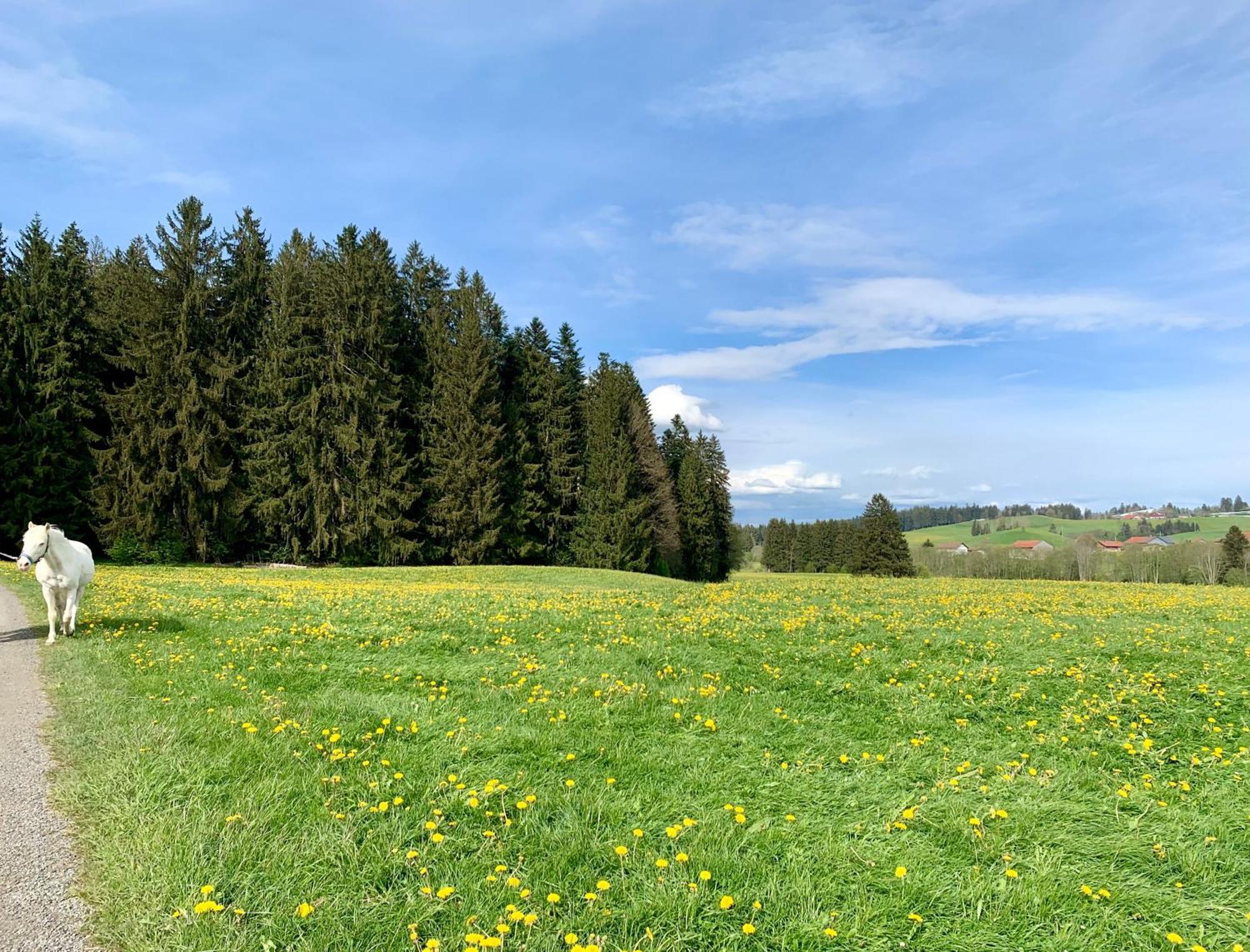 Lindners Hideaways - Bergnest Lodge - Bergblick Fewo 6 Pers Balkon Garten Hund Ski Unterkunft Luftkurort Oberreute Naehe Buchenegger Wasserfaelle Eistobel Bodensee Exterior foto